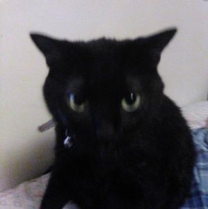 Meet your Posher, Sydney